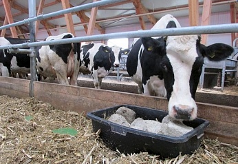 Соль поваренная кормовая 0